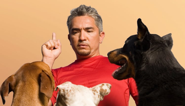dogs mobile